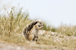 South African Ground Squirrel - sitting up with tail raised eating food in paws South African Ground Squirrel - sitting up with tail raised eating food in paws