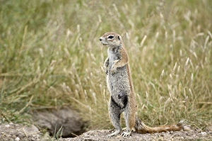 South African Ground Squirrel - standing looking left at entrance to burrow South African Ground Squirrel - standing looking left at entrance to burrow