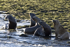 South American Sealion - Adult sealions looking towards the deep channel where Killer South American Sealion - Adult sealions looking towards the deep channel where Killer