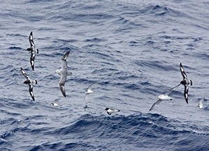 Southern / Antarctic Fulmar and Cape Petrel / Cape Pigeon - Antarctic Dove Prion - In Southern / Antarctic Fulmar and Cape Petrel / Cape Pigeon - Antarctic Dove Prion - In