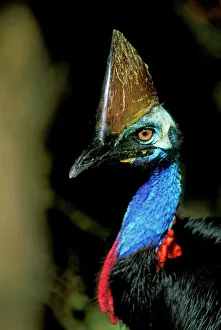 Southern Cassowary - Male in tropical rainforest Southern Cassowary - Male in tropical rainforest