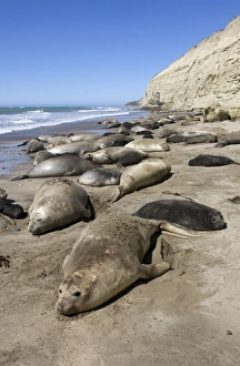 Southern Elephant Seal colony - Females and pups Southern Elephant Seal colony - Females and pups