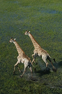 Southern Giraffe - Aerial view of Giraffe running in water Southern Giraffe - Aerial view of Giraffe running in water