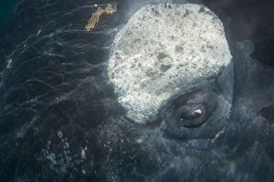 Southern Right Whale - close-up of the eye area, showing the callosity placed where other Southern Right Whale - close-up of the eye area, showing the callosity placed where other