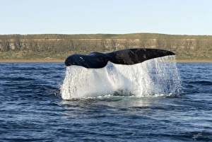 Southern Right Whale - the whale raises its tail and slams it down repeatedly on the Southern Right Whale - the whale raises its tail and slams it down repeatedly on the