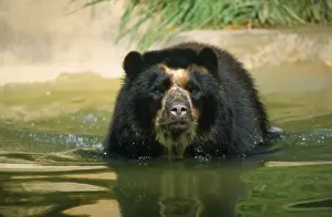 Endangered Species Art Prints: Spectacled Bear