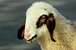 Spectacles Sheep - lamb, close-up of the head Spectacles Sheep - lamb, close-up of the head