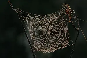 Arachnid Photography Prints: Spider - cobweb