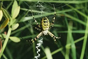 Arachnids In Europe Prints: Spider - at web