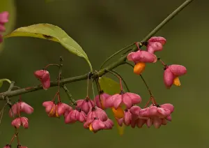 Autumn Foliage Trees Prints: Spindle in autumn: berries with arils