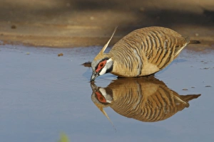 Spinifex Pigeon - reflected while drinking Spinifex Pigeon - reflected while drinking