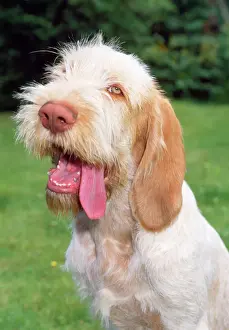 Spinone Dog Print JD-14664 by John Daniels
