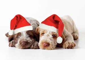 Images Dated 24th October 2008: Spinone Dog - puppies laying down wearing Christmas hats Digital Manipulation: Christmas hats (JD)