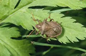 Personal Use Wildlife Artwork Prints: Spiny Shield Bug