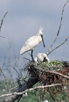 Wildlife Birds Photography Prints: Spoonbill