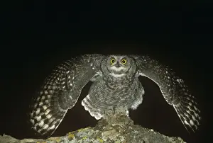 Nocturnal Birds Prints: Spotted Eagle Owl - threatening