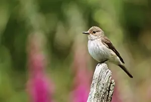 John Daniels Photos Prints: Spotted Flycatcher