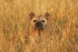 Spotted Hyaena - amongst grass Spotted Hyaena - amongst grass