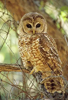 Spotted Owl - Inhabits thickly wooded canyons, humid forests, strictly nocturnal Spotted Owl - Inhabits thickly wooded canyons, humid forests, strictly nocturnal