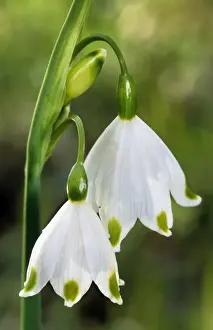 Springtime Floral Display Prints: Spring Snowflake