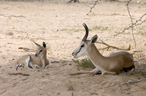Springbok - Male resting in shade with lamb Springbok - Male resting in shade with lamb