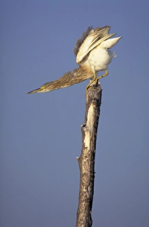 Squacco Heron - Preparing for take-off Squacco Heron - Preparing for take-off