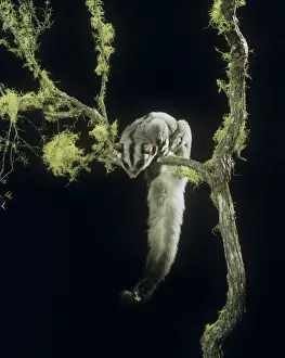 Tree Climbing Animals Prints: Squirrel Glider - perched on branch, showing underside of tail