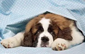 St Bernard Dog - 14 weeks old puppy St Bernard Dog - 14 weeks old puppy
