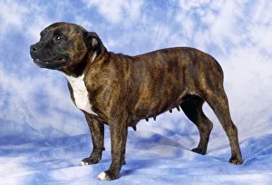 Staffordshire Bull Terrier Dog Staffordshire Bull Terrier Dog
