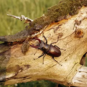 British Wildlife Photography Prints: Stag Beetle