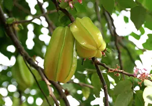 Tropical Fruit Trees Prints: Star fruit - on tree