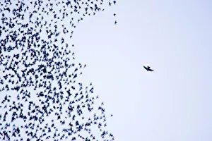 Starling flock and peregrine falcon Starling flock and peregrine falcon