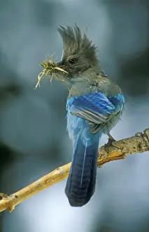 Bird Photography Prints: Stellar's Jay With nesting material