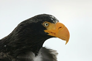 Stellers Sea Eagle - close-up of head Stellers Sea Eagle - close-up of head
