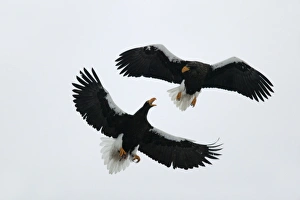 Stellers Sea Eagle - two fighting in mid-air Stellers Sea Eagle - two fighting in mid-air