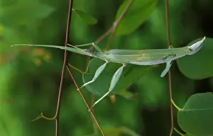 Australasian Wildlife Photography Prints: A stick insect
