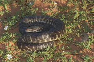 Australian Snakes Prints: Stimson's Python. Also known as Large-blotched Python - Feeds on small mammals