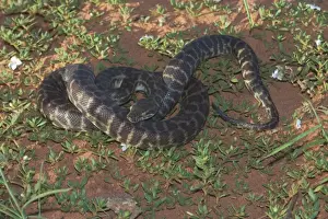 Stimson's Python Print