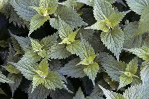 Plant Identification Guide Prints: Stinging Nettle