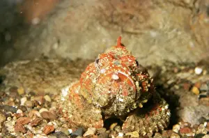 Venomous Fish Prints: Stone Fish