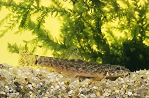 Freshwater Fish Photos Prints: Stone Loach