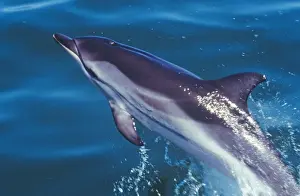 Striped Dolphin Prints: Striped Dolphin