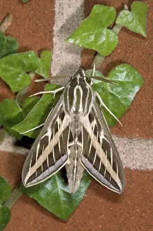Nature Photography Prints Online Prints: Striped Hawk Moth