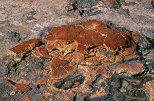 Images Dated 3rd September 2009: Stromatolites - Hamelin Pool Marine Nature Reserve - Shark Bay World Heritage Area - Western