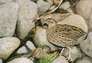 Australian Native Birds Images Prints: Stubble Quail - with chick
