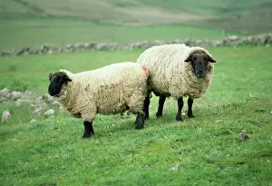 Sheep Prints: Suffolk Sheep Print - JD-1644, Suffolk UK