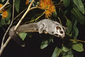 Australian Native Animals Prints: Sugar Glider