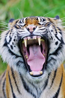 Picture Collection: Sumatran Tiger - with mouth wide open _C3A1592