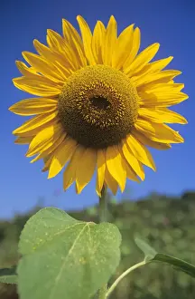 Sunflower Print - Seeds in a Mature Bloom