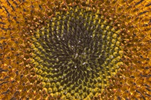 Sunflower - Close-up flower, seed Sunflower - Close-up flower, seed